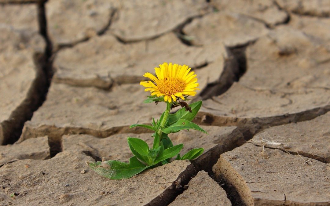 Resiliencia: ¿es posible mantenerse fuerte contra los obstáculos?